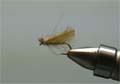 mucha CDC Caddis